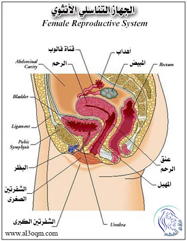 الجهاز التناسلي في الأنثى