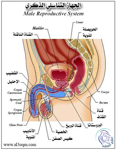 الجهاز التناسلي في الذكر