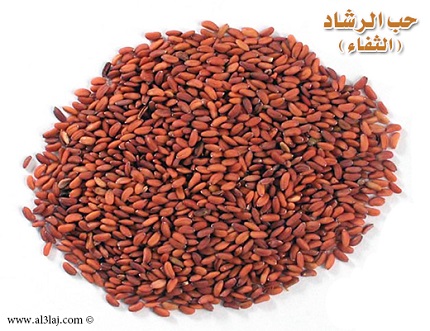 الثفاء أو حب الرشاد وتضخم البروستاتا