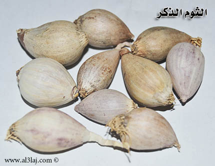 الثوم الذكر وتضخم البروستاتا